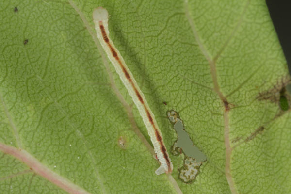 Eupithecia insigniata: Bild 42