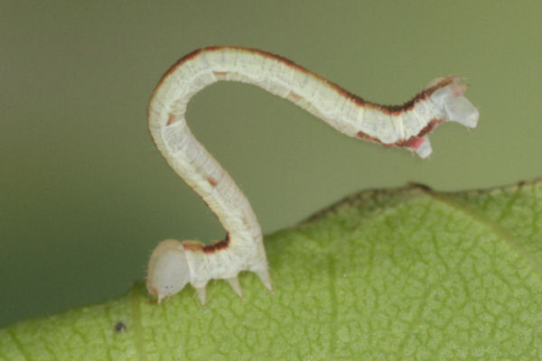 Eupithecia insigniata: Bild 43