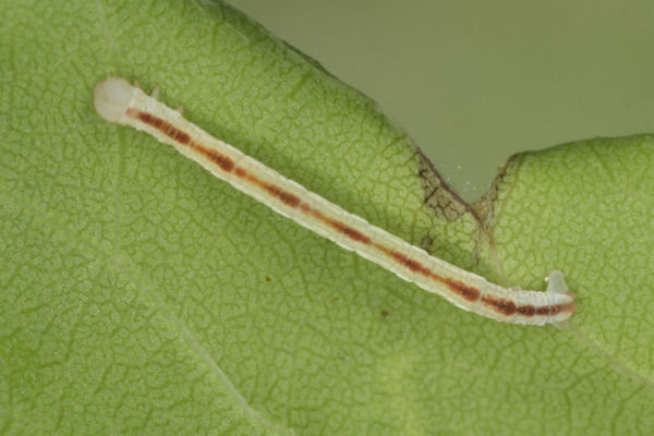 Eupithecia insigniata: Bild 44