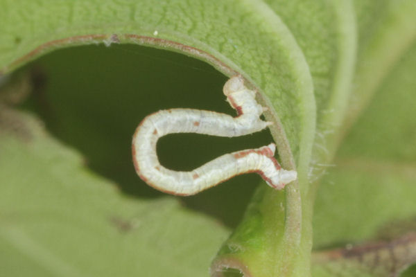 Eupithecia insigniata: Bild 48
