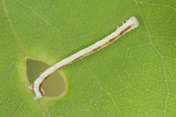 Eupithecia insigniata: Bild 49