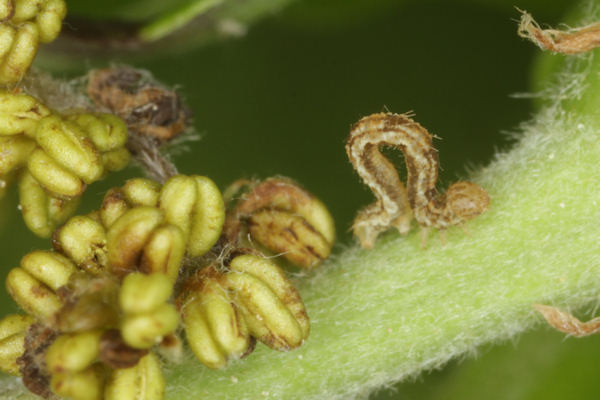 Eupithecia dodoneata: Bild 40