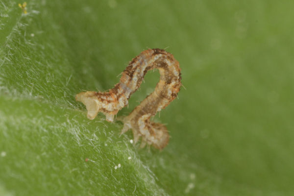 Eupithecia dodoneata: Bild 43