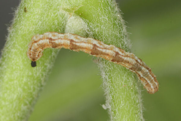 Eupithecia dodoneata: Bild 44