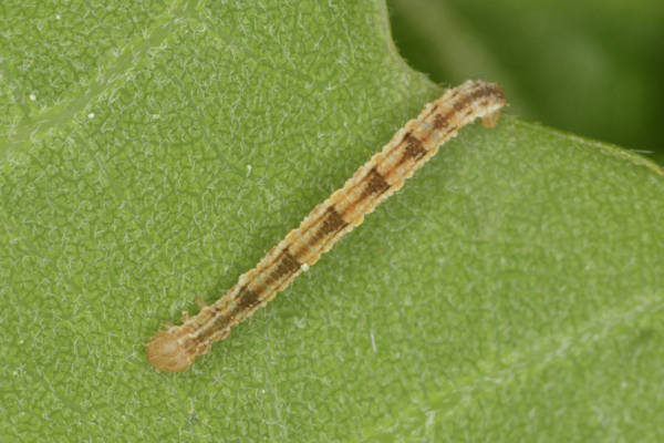 Eupithecia dodoneata: Bild 48