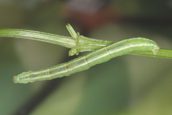 Gandaritis pyraliata: Bild 28