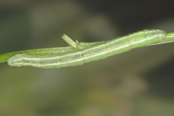 Gandaritis pyraliata: Bild 31