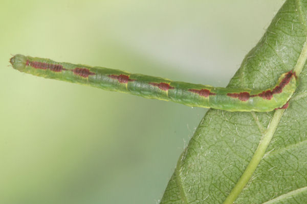 Eupithecia insigniata: Bild 63