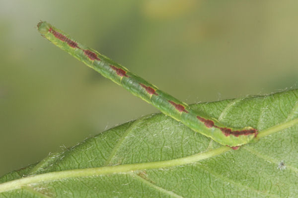 Eupithecia insigniata: Bild 64