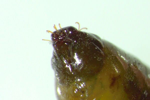Eupithecia insigniata: Bild 70