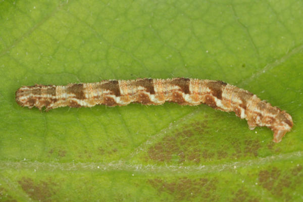 Eupithecia dodoneata: Bild 58