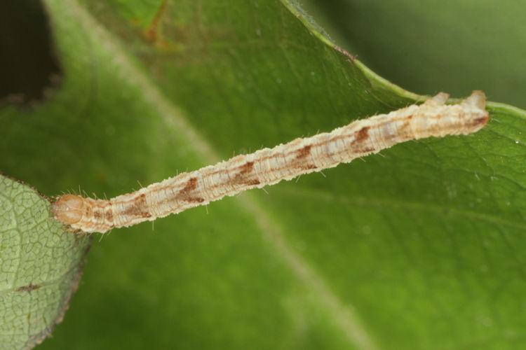 Eupithecia dodoneata: Bild 63