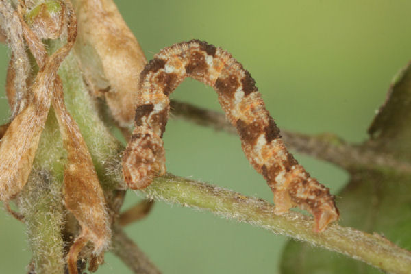 Eupithecia dodoneata: Bild 66