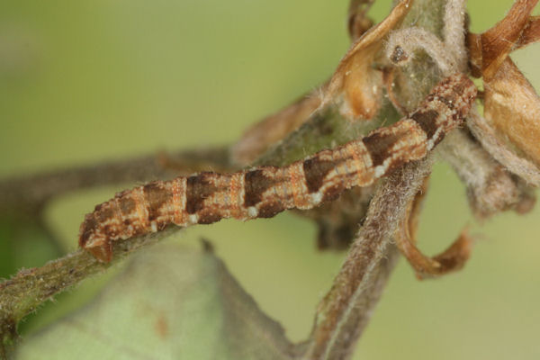 Eupithecia dodoneata: Bild 67