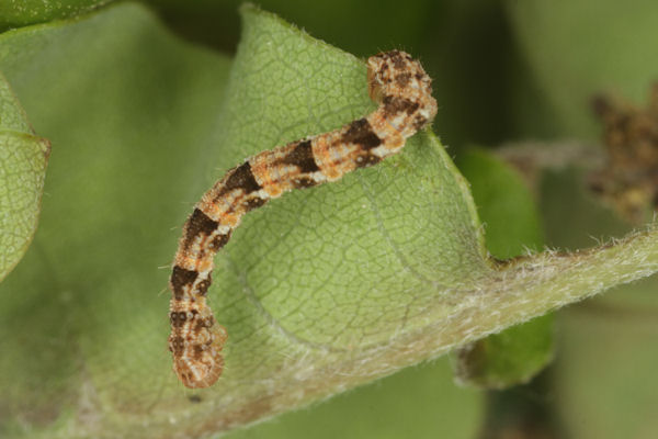 Eupithecia dodoneata: Bild 68