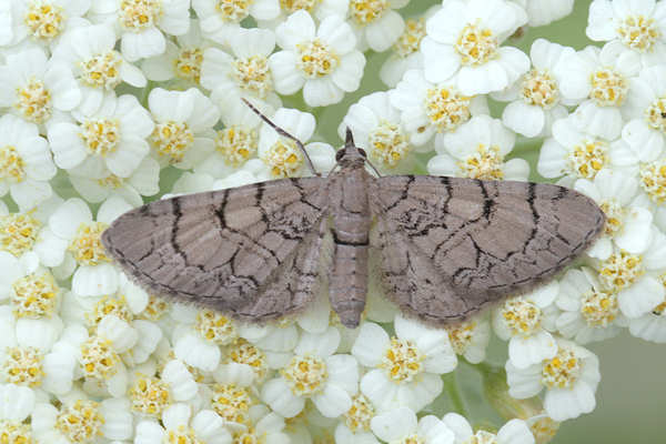 Eupithecia silenicolata: Bild 6