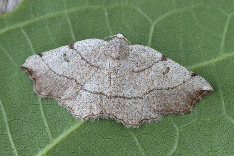 Eilicrinia trinotata: Bild 2