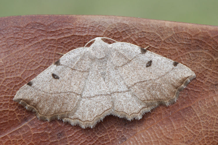 Eilicrinia trinotata: Bild 15