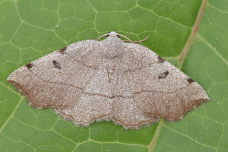 Eilicrinia trinotata: Bild 18
