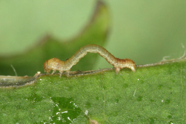 Eilicrinia trinotata: Bild 25