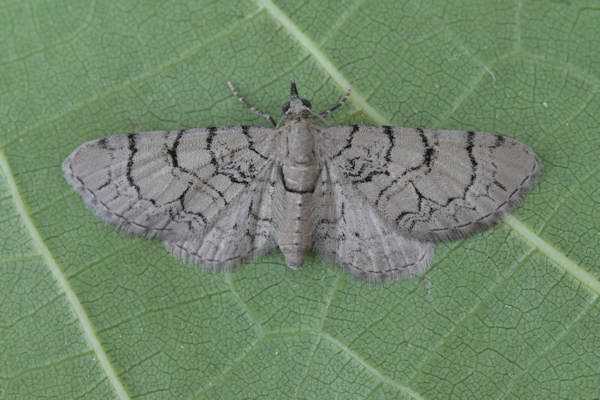Eupithecia silenicolata: Bild 7