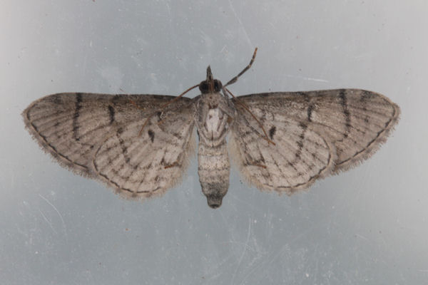 Eupithecia silenicolata: Bild 10