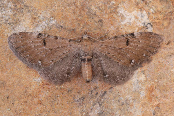 Eupithecia catharinae: Bild 4