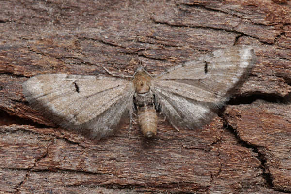 Eupithecia catharinae: Bild 1