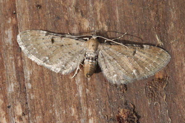 Eupithecia catharinae: Bild 6
