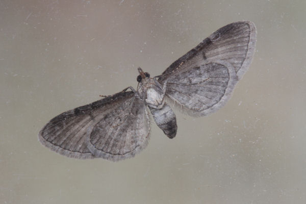 Eupithecia catharinae: Bild 8