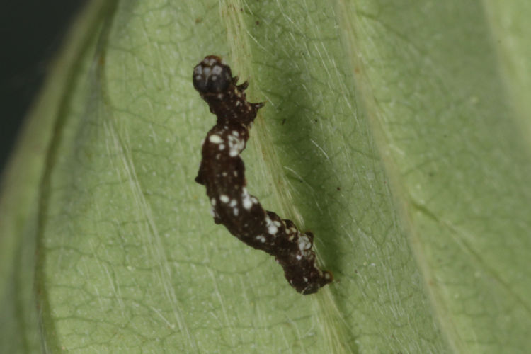 Cepphis advenaria: Bild 7