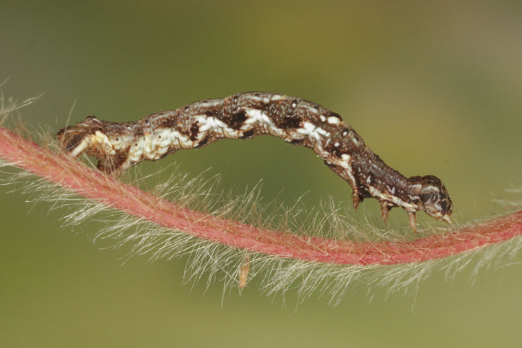 Cepphis advenaria: Bild 13