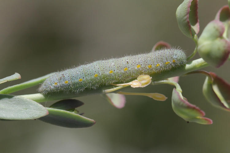 Pieris ergane: Bild 1