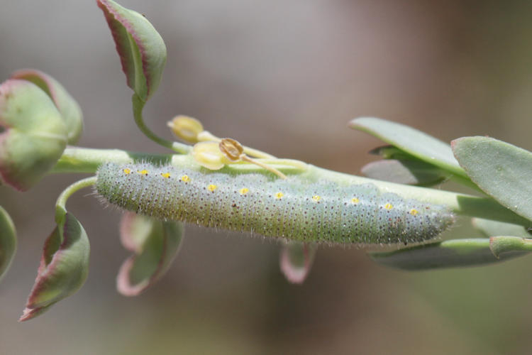 Pieris ergane: Bild 4