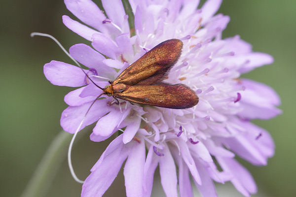 Nemophora metallica: Bild 14