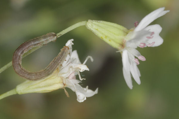 Eupithecia graphata: Bild 9