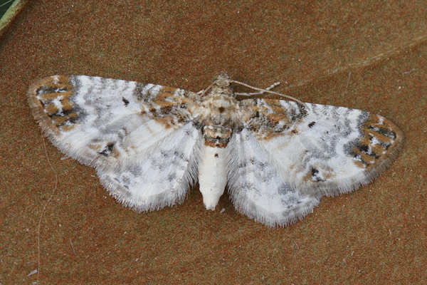 Eupithecia breviculata: Bild 1