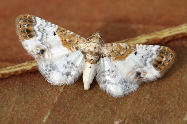 Eupithecia breviculata: Bild 6