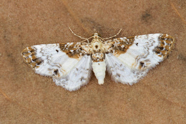 Eupithecia breviculata: Bild 7