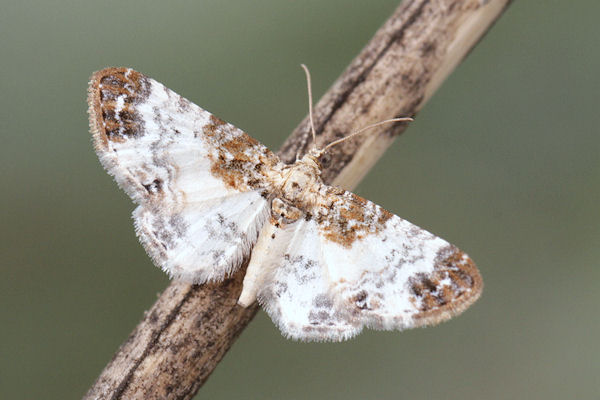 Eupithecia breviculata: Bild 8