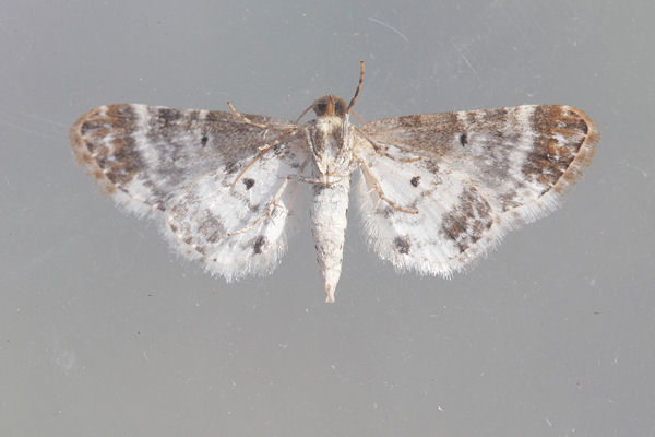 Eupithecia breviculata: Bild 11