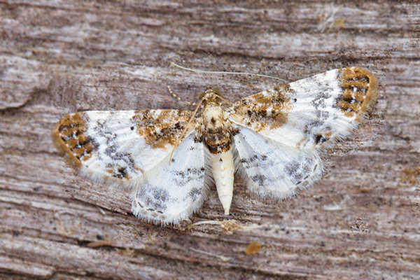 Eupithecia breviculata: Bild 3