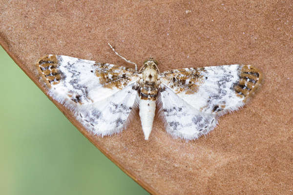 Eupithecia breviculata: Bild 4