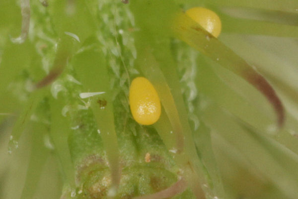 Eupithecia breviculata: Bild 1