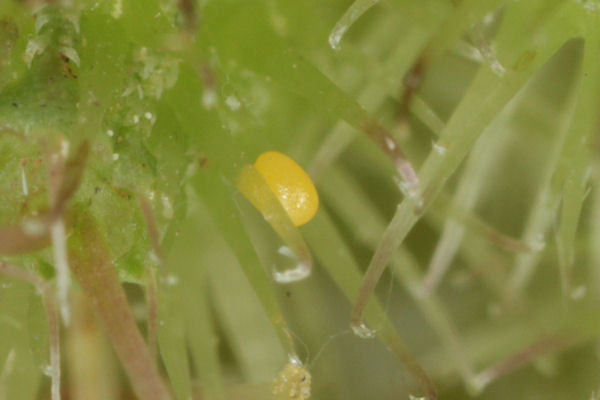 Eupithecia breviculata: Bild 2