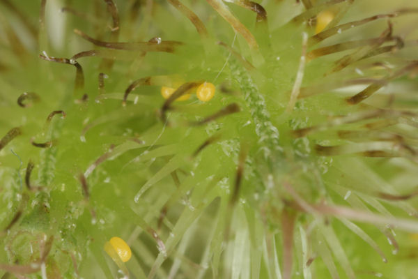 Eupithecia breviculata: Bild 3