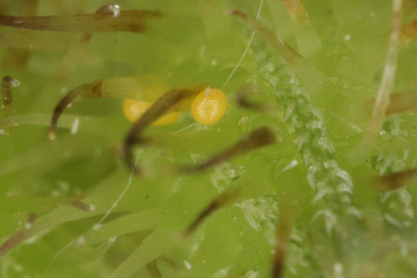 Eupithecia breviculata: Bild 4