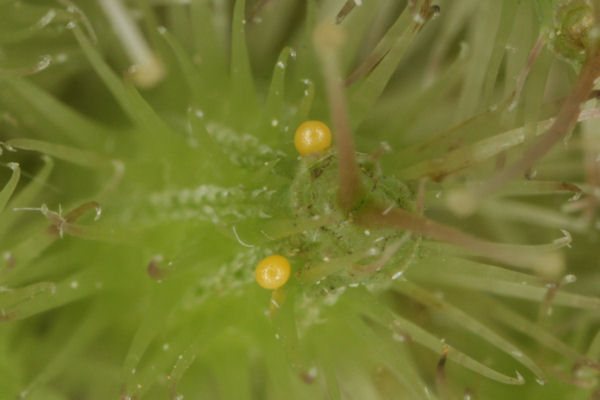 Eupithecia breviculata: Bild 5