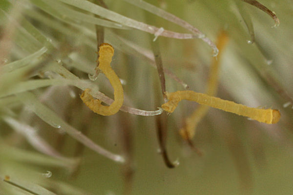 Eupithecia breviculata: Bild 6