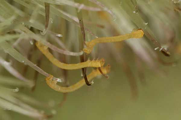 Eupithecia breviculata: Bild 7